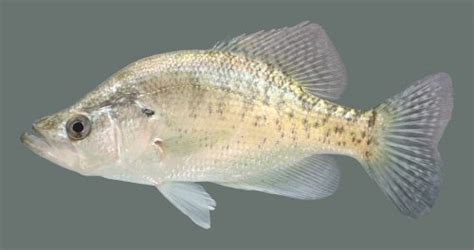 White Crappie Discover Fishes