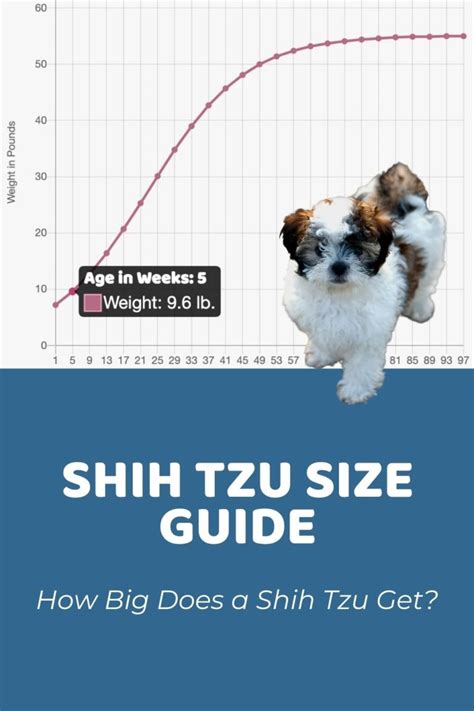 Interactive Shih Tzu Growth Chart And Calculator Puppy Weight Calculator
