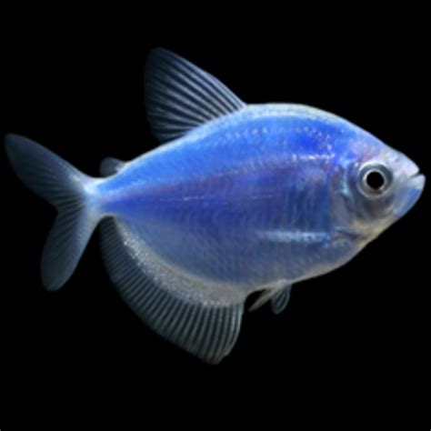 Glofish Tetra Cosmic Blue For Sale Pet Central Pet Central