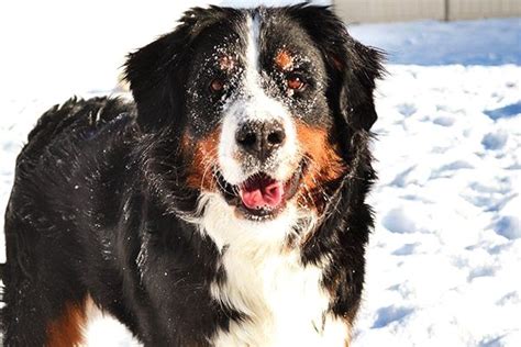 Každý den jsou přidávány tisíce nových kvalitních obrázků. Pin by dog_lover on Bernese Mountain Dog | Dogs, Dog ...