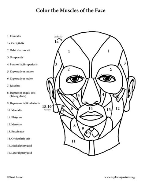 Every day new 3d models from all over the world. Muscles of the Face - Coloring Page