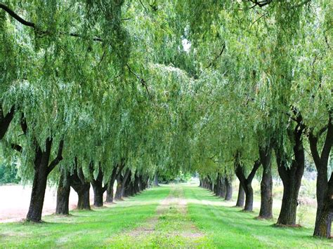 Weeping Willow Wallpapers Beautiful Willow Tree Background