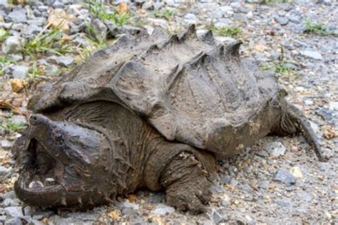 Tortugas Que Dan Miedo