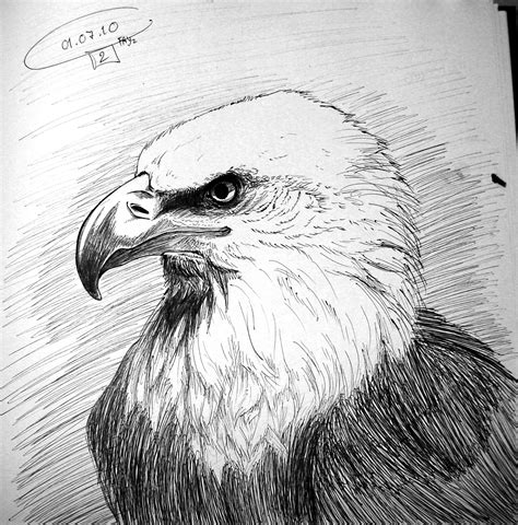 Eagle Pencil Drawing Easy ~ Eagle Birds Drawings Pictures Drawings