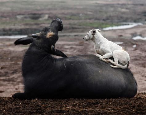 Buffalo And Dog Photos Animal Odd Couples Ny Daily News