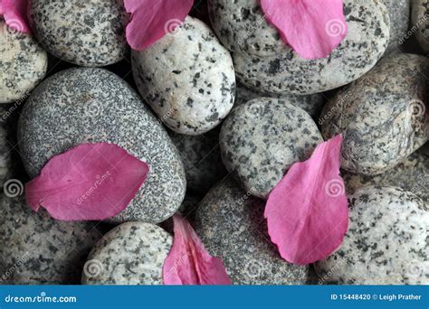 Stones With Flower Petals Stock Photo Image Of Pattern 15448420