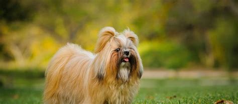 Maybe you would like to learn more about one of these? Shih tzu average price | Dogs, breeds and everything about ...