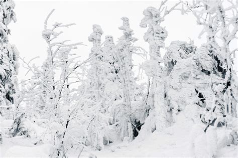 Trees Under Heavy Snow Free Stock Photo Picjumbo