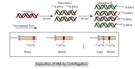 The Experimental Proof For Semiconservative Replication Of Dna Was