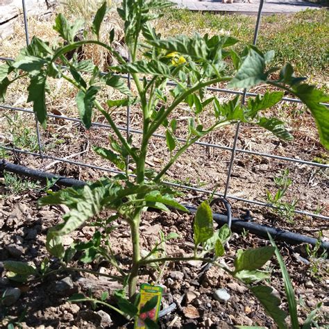 Solanum Lycopersicum Early Girl Tomato Early Girl In Gardentags