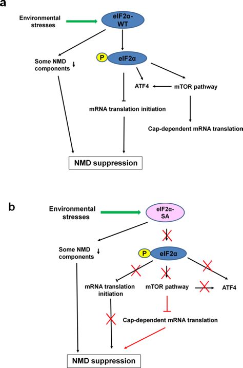 Of The Interactions Among Causative Factors For Mild ER Stress Induced