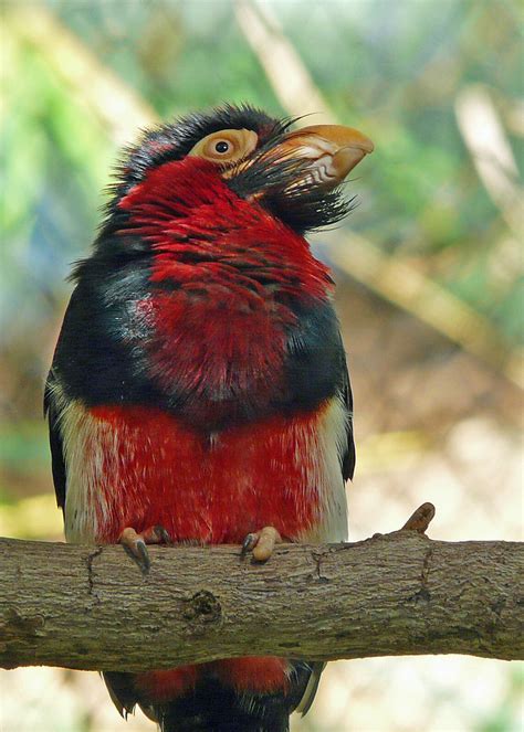 bearded barbet an unique tropical bird with a beard around… flickr
