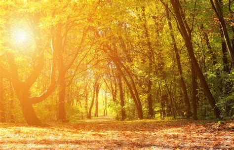 Magical Autumn Forest On A Sunny Day Stock Photo Image Of Landscape