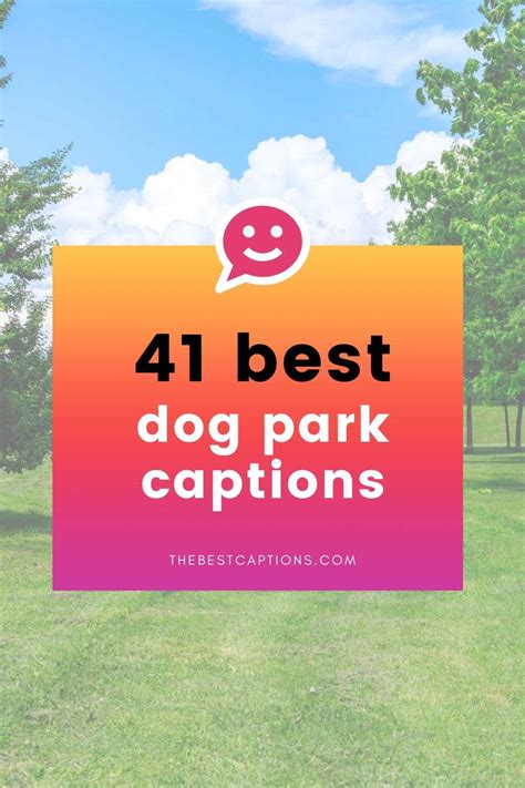 41 Best Dog Instagram Captions For A Day At The Dog Park