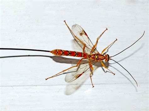 Female Ichneumon Wasp Megarhyssa Macrurus Optical Allusion Flickr