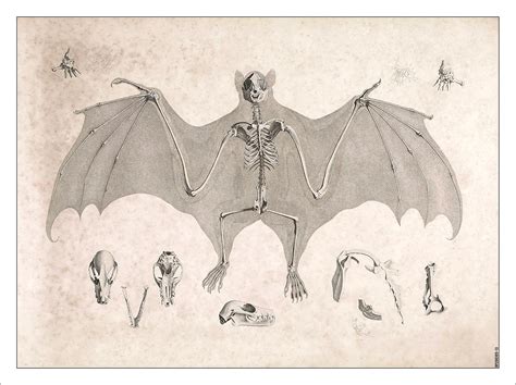 Bat Skeleton Art Print £799 Framed Print £2299 T Shirt £1299