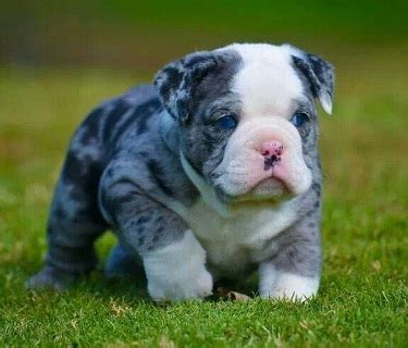 He is a beautiful english bulldog puppy. M-Locus Merle (Merle / Cryptic Merle)