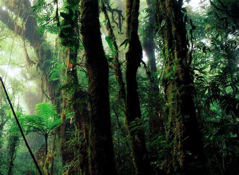 Rain Forest Humid Vegetation · Free Photo On Pixabay