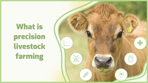 What Is Precision Livestock Farming 🐷