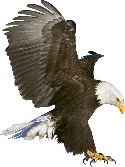 White Tailed Eagle Clipart Transparent