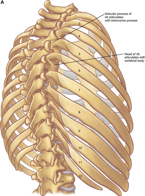 Rib Anatomy Landmarks