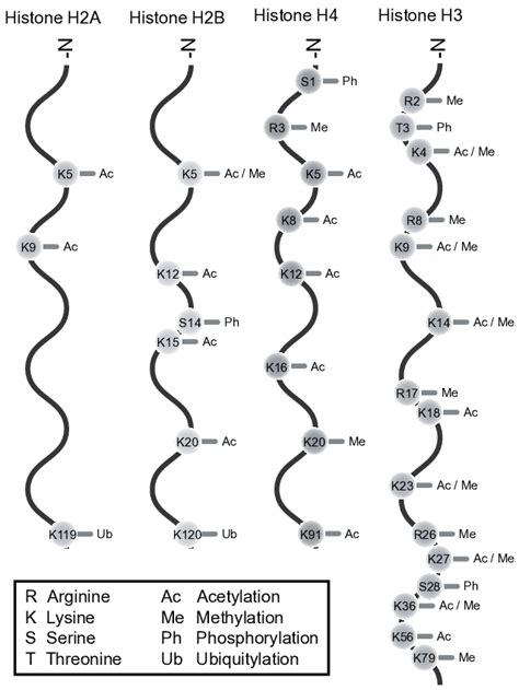 Histone h1 is a chromatin structural protein, which contains many ptms that may alter chromatin structure and function. Histone modifications. Post-translational modifications of ...