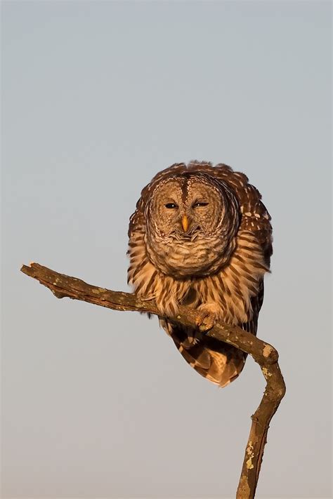 Barred Owl Poses Matthew Paulson Photography