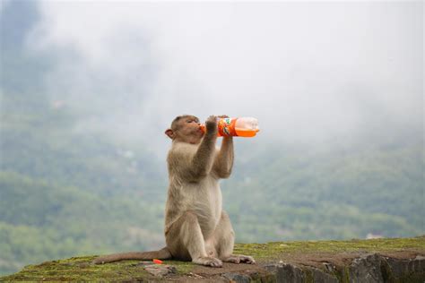 Brown Monkey Drinking Fanta Bottle · Free Stock Photo