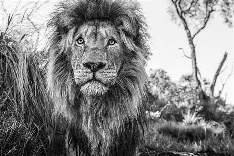 Exclusive An Afternoon With David Yarrow Photographer And Foundation