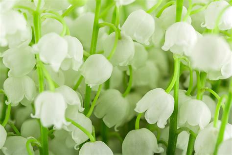 ▶meilleure photo pour votre projet! Replanter le muguet du 1er mai : comment faire ? | Détente ...