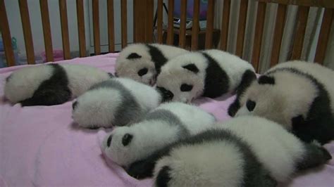 7 Sleeping Pandas Babies Youtube
