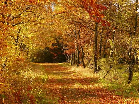Autumn Fall Foliage Golden · Free Photo On Pixabay