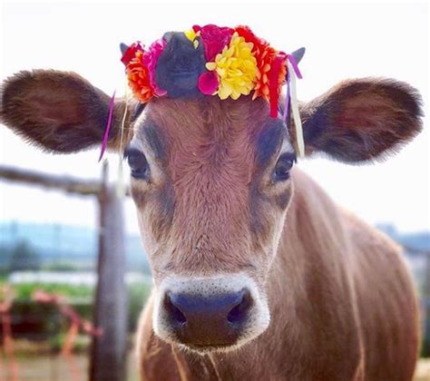 Pin By Judy Wind On Fall Cute Cows Cows With Flower Crowns Baby Cows