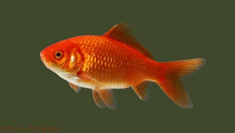 Goldfish Photo Wp
