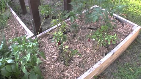 Mulch can inhibit weed seed germination and growth through light exclusion, acting as physical previous and current research on allelopathic chemicals present in mulch have focused on cover. Mulch for weed control in the garden - YouTube