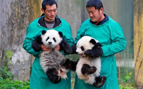 Panda Twins Make Debut At China Zoo