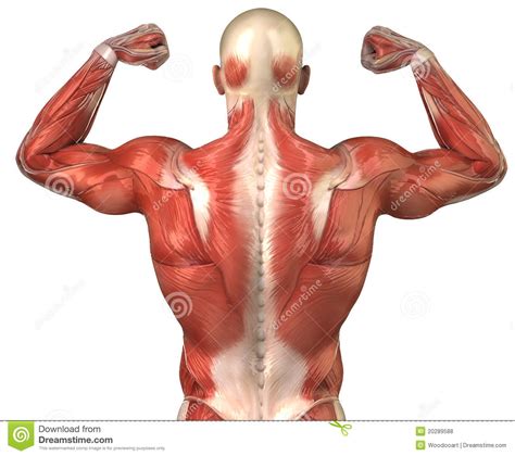Man Back Muscular System Posterior In Builder Pose Stock Illustration