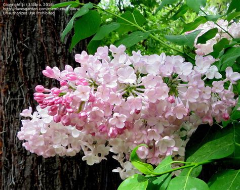 Plantfiles Pictures Syringa Canadian Lilac Hybrid Lilac Early