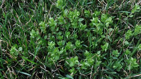 Broadleaf Weed Control Grass Pad