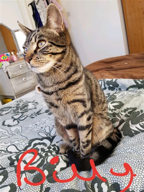 9 Month Old Kittens In Yaxley Cambridgeshire Gumtree