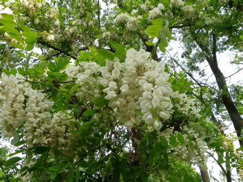 Le robinier est une espèce introduite en europe au début du xviième siècle. Fleur de Robinier faux-acacia