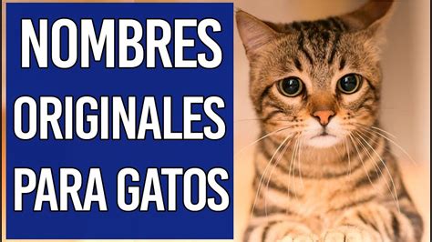 Nombres Muy Lindos Y Originales Para Gatos Y Gatas Youtube