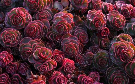 Pin on Garden: Some Favorite Plants to Use