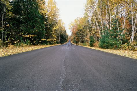 Tree Lined Empty Road Wallpapers Most Popular Tree Lined Empty Road