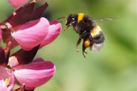 Bumble Bee Protected Under Endangered Species Act Time