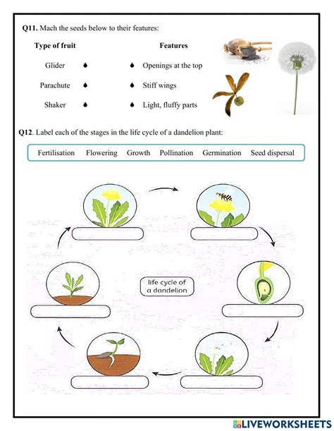 Unit 1 Life Cycle Of A Flowering Plant Worksheet Live Worksheets