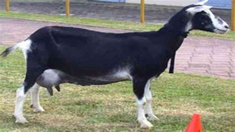 Sable Goat Best 6 Farming Benefits Best Of Farming