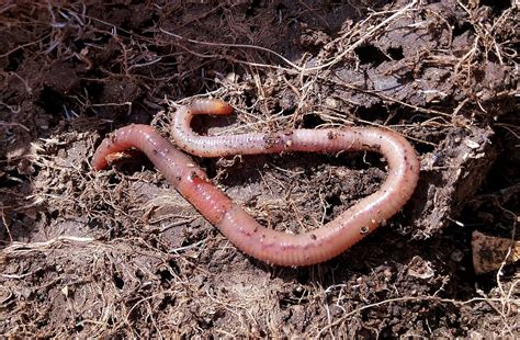 Worm Vermiculture Humus · Free Photo On Pixabay