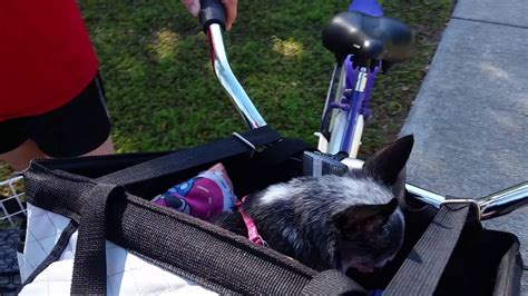 Taking Annie For A Bike Ride Youtube