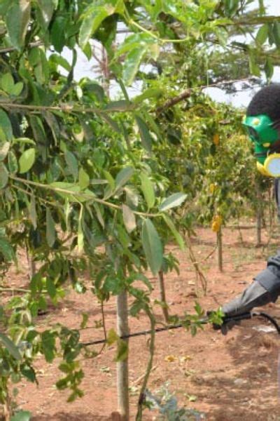 Growing Passion Fruits What You Need To Know Daily Monitor